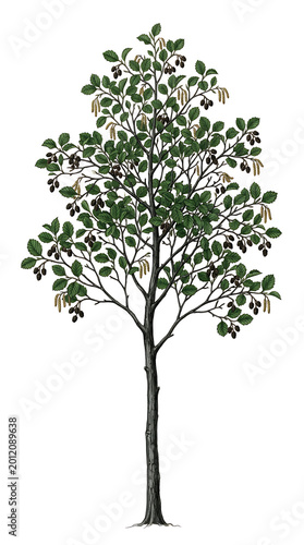 Isolated illustration of a lush green tree with dark berries on white background