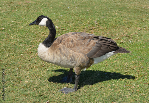 Canadian Goose on Green Grass