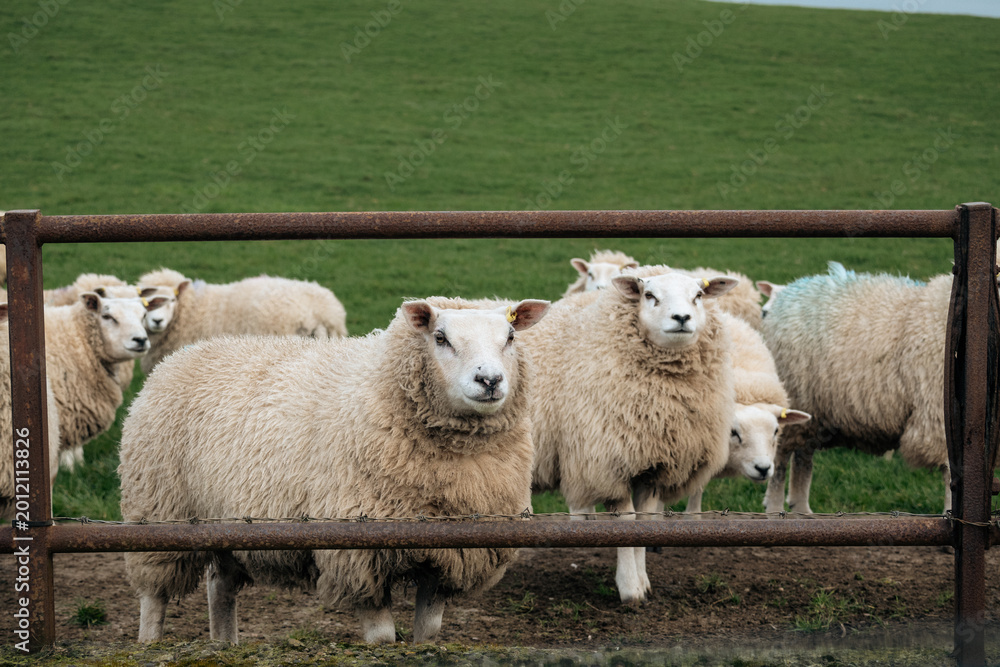 Obraz premium sheep peaking behind a fence