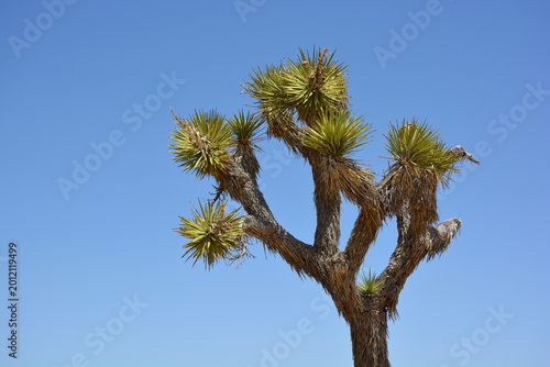 Joshua Tree against Blue Sky
