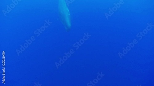 A sperm whale - Physeter macrocephalus - descends from the surface, showing its square head and tail fluke while passing the camera.