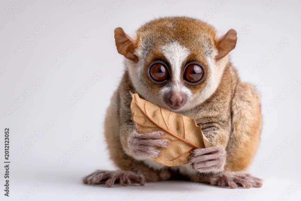 Fototapeta premium Slender Loris Holds Dried Leaf Fragment Up Close