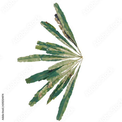 Canvas Print Asplenium nidus tree plan, top view, cutout, transparent background, isolate, Delicate fern leaves, showcasing intricate details and natural textures for design and creative projects