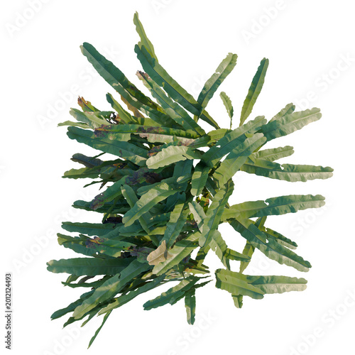 Fotografie Asplenium nidus tree plan, top view, cutout, transparent background, isolate, Vi