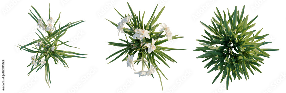 Fototapeta premium Narcissus tazetta tree plan, top view, cutout, transparent background, isolate, Fresh Green Beans in a Row, Close-Up View, Healthy Food, Organic Produce, Natural Ingredients