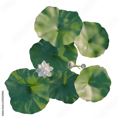 Foto Nelumbo nucifera tree plan, top view, cutout, transparent background, isolate, D