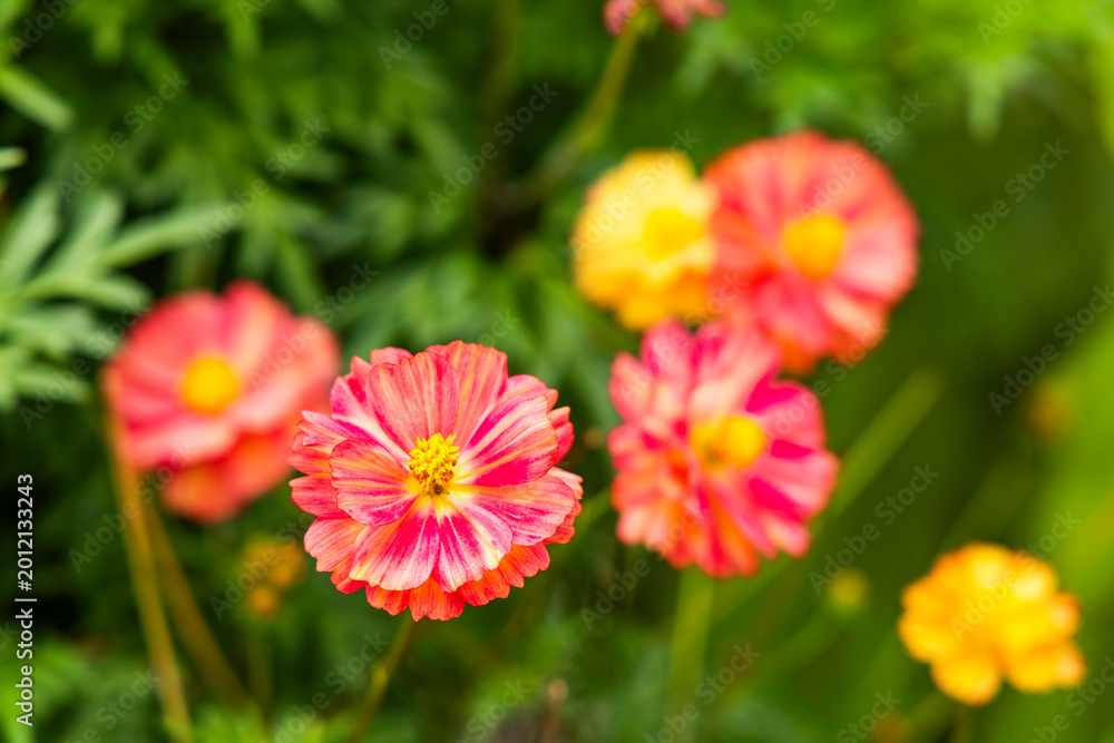 Obraz premium Cosmos bipinnatus blooming outdoors with vibrant pink petals in natural light.