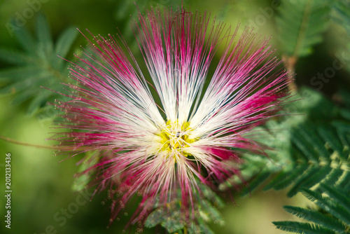 Feathered flower of the Calliandra shrub in a natural setting with a blurred green background.