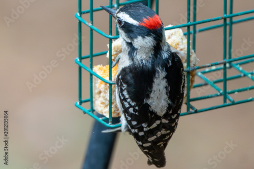 Cuadro en lienzo Woodpecker on a suet feeder in Spring.