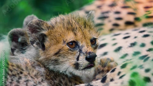 Close up of a Young African Newborn cheetah (Acinonyx jubatus) Sucking milk from mother.