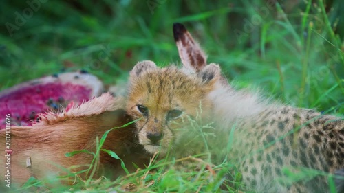 A Newborn cheetah Cub (Acinonyx jubatus soemmeringii) eating meat of an antelope for the first time.