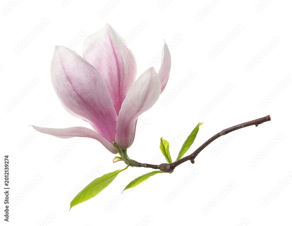 Fototapeta premium Beautiful blossom of magnolia tree isolated on white