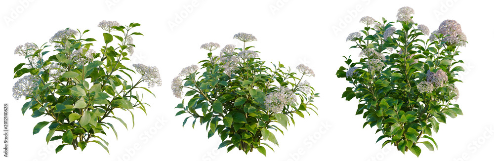 Fototapeta premium Hydrangea macrophylla Thistle tree, elevation, front view, cutout, transparent background, isolate, Delicate white flower blossoming on a lush green branch, detailed botanical springtime photography