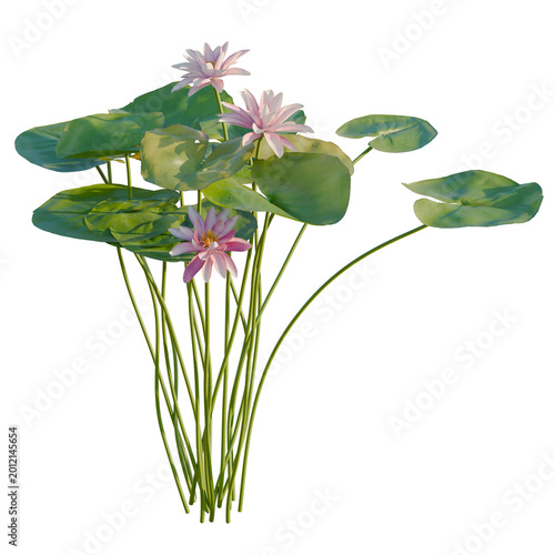 Fotografi Nymphaea tetragona tree, elevation, front view, cutout, transparent background, isolate, Delicate pink lotus flower with vibrant green leaves, a symbol of purity and grace, nature's beauty