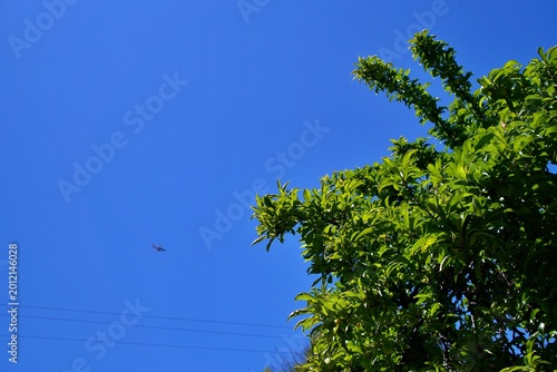 Tablou pe pânză A small plane crossing a clear blue sky above dense green foliage, where nature