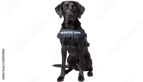 Realistic service dog vest professional pose, no shadow PNG isolated transparent background. Assistance animal for training, awareness, pet ads.