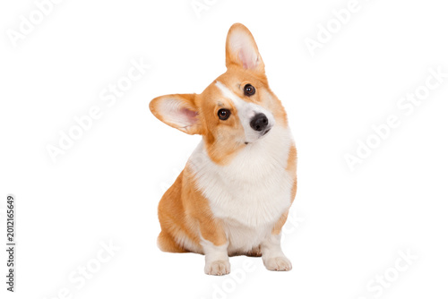 Quadro em tela Adorable Pembroke Welsh Corgi dog sitting with a curious head tilt isolated on w
