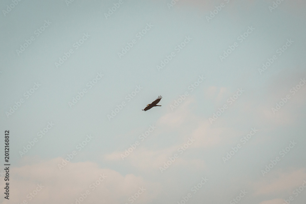 Fototapeta premium Lone Bird Flying in a Minimalist Sky