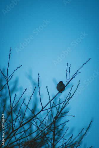 Bird Silhouette on Bare Winter Branches