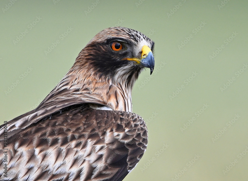Naklejka premium a booted eagle on a perch with beautiful backgrounds
