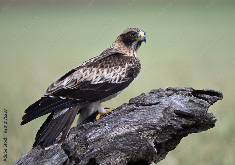 Fototapeta premium a beautiful booted eagle in spain 