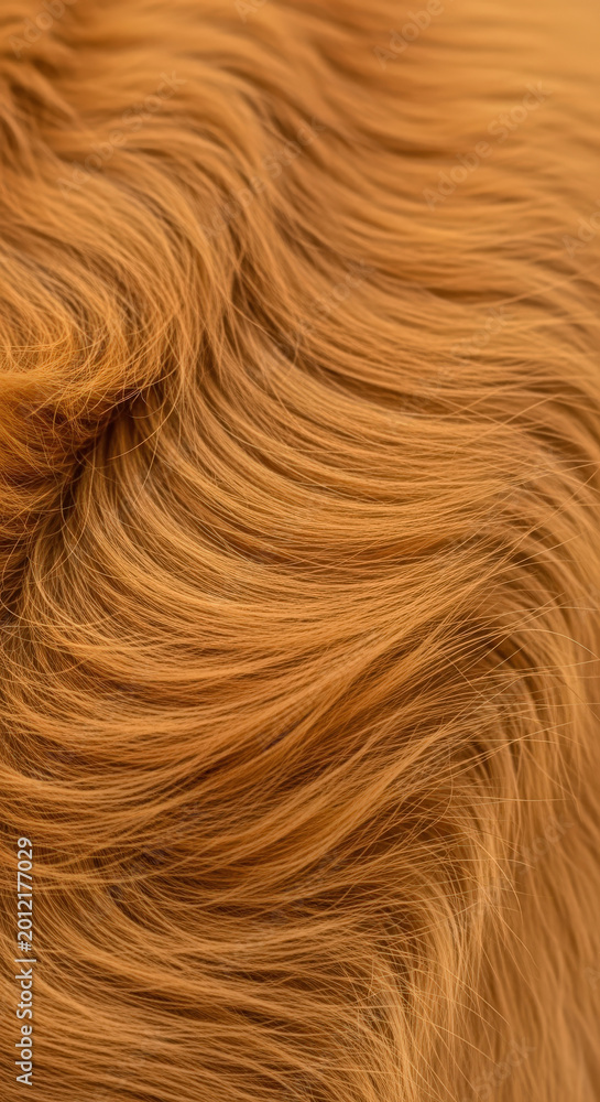 Naklejka premium Golden Retriever Fur Close Up Detail Texture Abstract Background Conceptual Detailed Animal Hair Brown Natural Pattern Wavy Soft Gentle Light