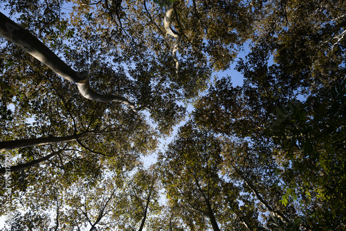 Konstfotografi Plano nadir de arboles hayas en Coatepec Veracruz