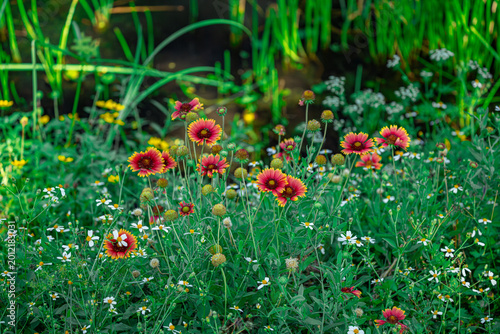Cuadro en lienzo Beautiful field of blooming red and yellow Gaillardia pulchella flowers, known a