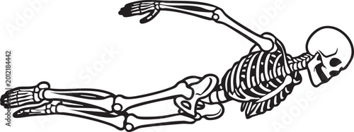 Human skeleton figure depicted in a swimming or diving pose
