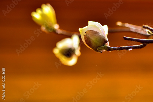 White Magnolia Blossoms Against a Warm Background