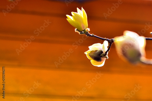 White Magnolia Blossoms Against a Warm Background