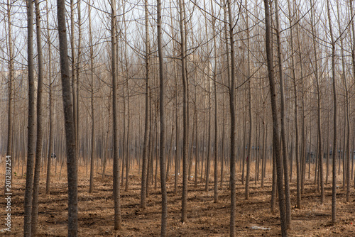 Winter Straight Poplar Tree Grove