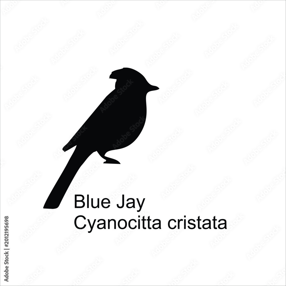 Obraz premium “Blue Jay Bird Silhouette Vector Illustration”
