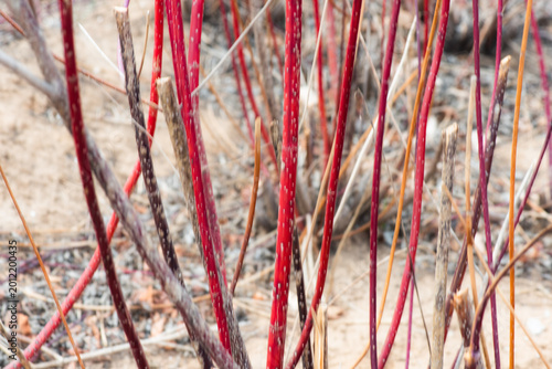 Close-up of Red Twig Dogwood Branches in Winter