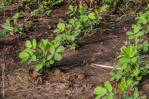 Tableau sur toile Peanut Plants Grow in Rice Fields, Peanut Seedlings in the Fields