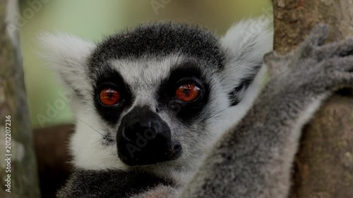 lemur closeup portrait yawns, ring-tailed lemurs, Tenerife, wildlife, Madagascar, primates, animal behavior, nature, zoo, furry animal, exotic animals mammals, animal sanctuary, animal kingdom. Nature