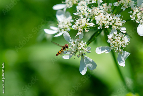 Foto Macro shot of a Slender Hoverfly (Sphaerophoria scripta) pollinating white Orlay