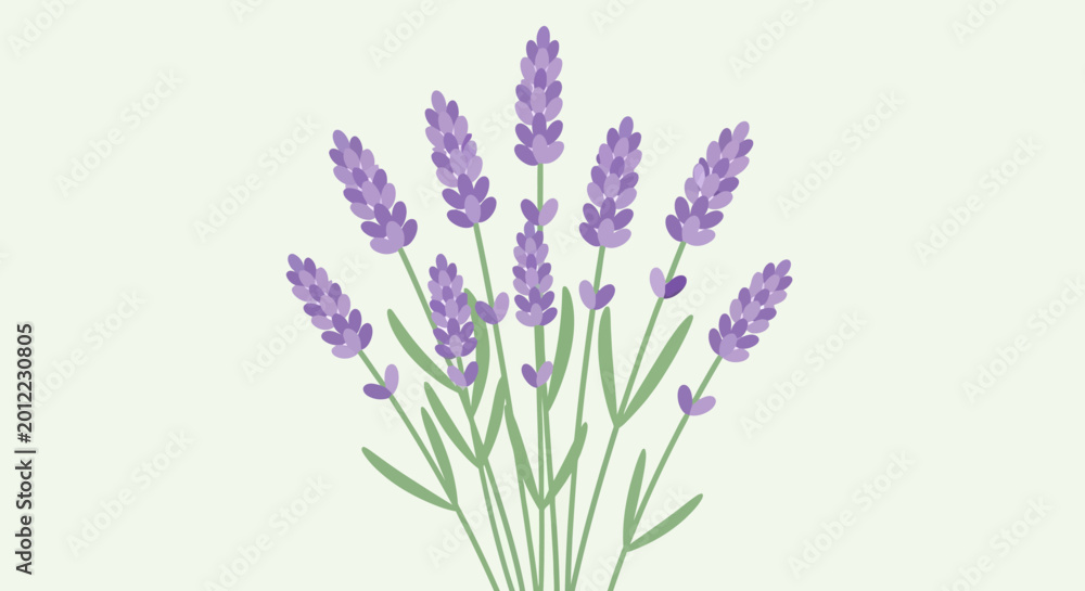 Fototapeta premium Illustration of lavender stalks with green leaves on a pale green background, representing nature and tranquility