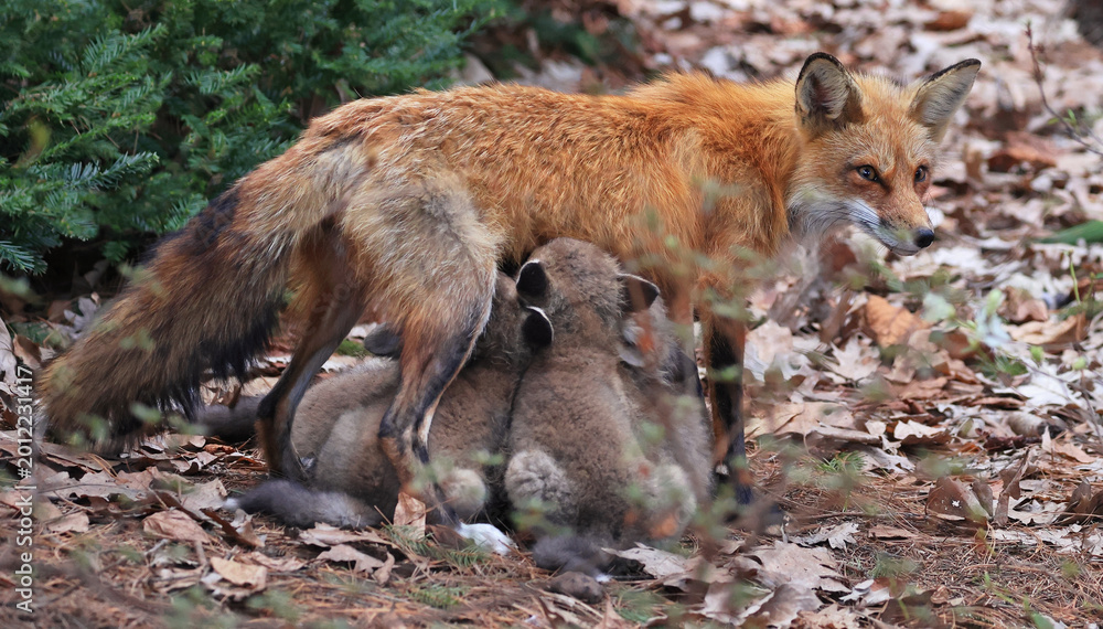 Fototapeta premium Mother Red fox feeding their cubs in the forest, Canada