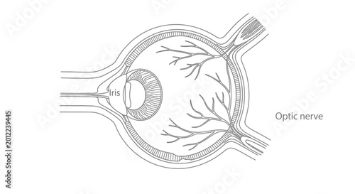 Obraz na płótnie Human eye anatomy with optic nerve.