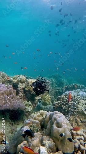 Beautiful lionfish on the coral reef. Beautiful underwater sea in Weh Island Sabang, Indonesia. HD 60 fps