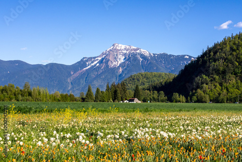 Field of blooming daffodils with Mount Cheam and a barn in the background in Agassiz British Columbia Canada
