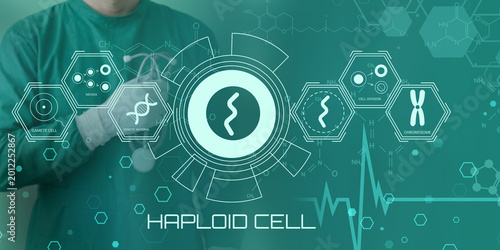 Scientist analyzing haploid cell genetic structure with futuristic digital interface and biological icons