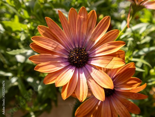 A detailed close-up photograph of an orange African daisy flower featuring warm copper-colored petals and a deep purple center. Captured outdoors in natural sunlight with shallow depth of field.