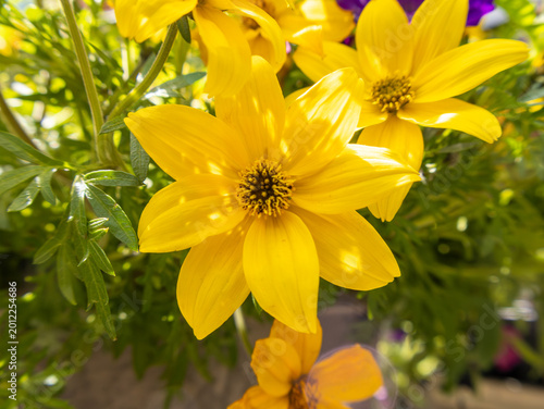 A colorful close-up photograph of bright yellow daisy-like flowers blooming outdoors in warm natural sunlight. Featuring vivid golden petals and textured centers surrounded by green foliage.