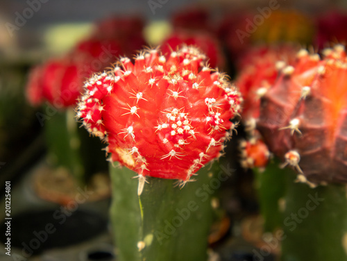 A vibrant close-up photograph of a red moon cactus featuring detailed white spines and textured surface patterns. Captured with shallow depth of field and soft natural lighting.