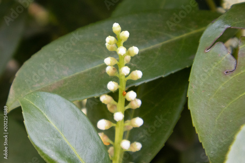 A botanical close-up photograph of small white flower buds growing along a green stem surrounded by glossy evergreen leaves. Captured outdoors in natural light with shallow depth of field.