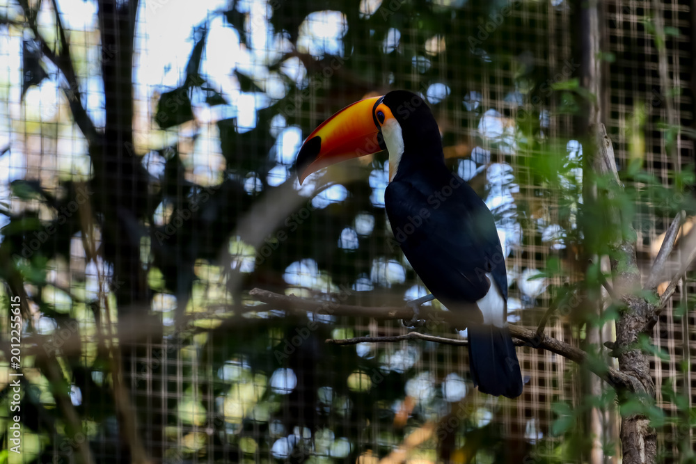 Fototapeta premium The toco toucan bird on the wood tree