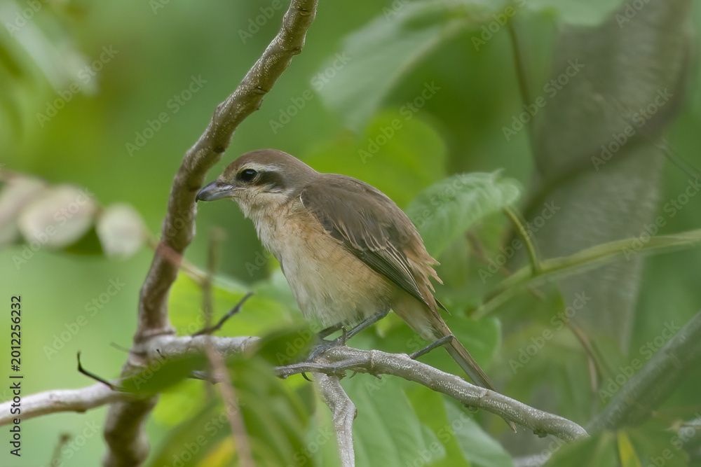 Obraz premium Beautiful bird in Asian, It is a kind of bird found in Thailand.