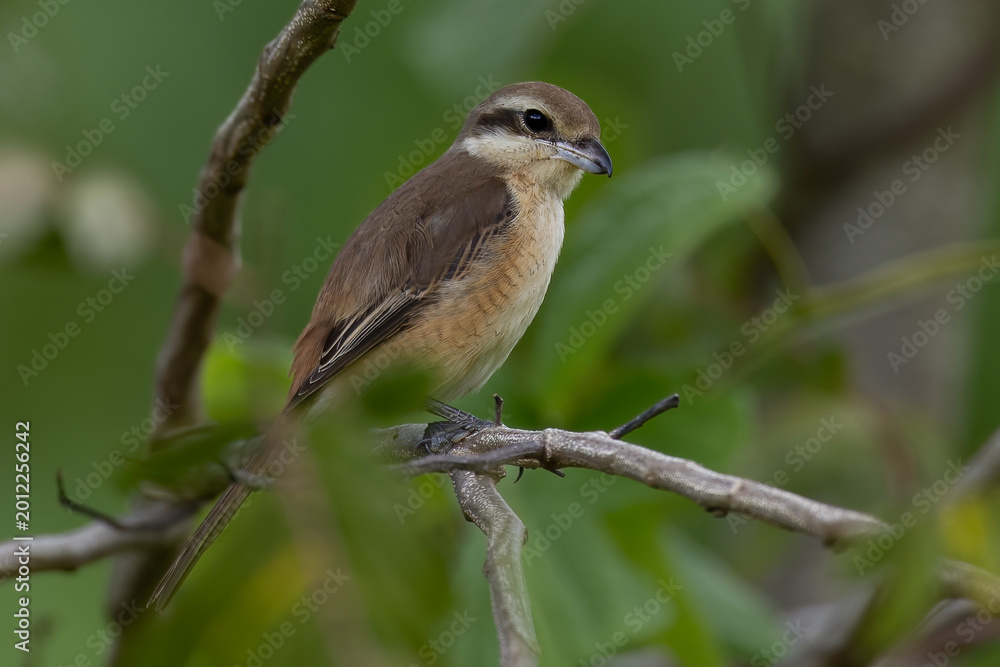 Obraz premium Beautiful bird in Asian, It is a kind of bird found in Thailand.